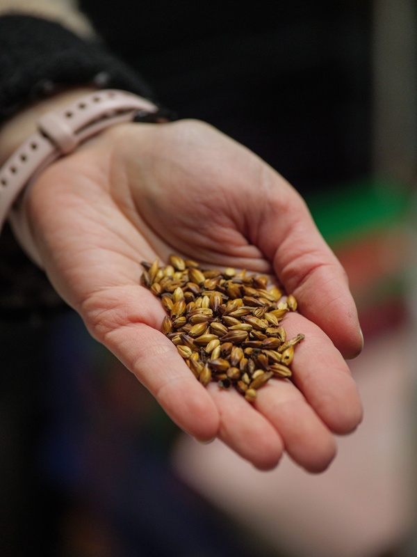 Ячменный солод — сырьё для пива